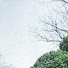 Carpinus betulus 'Globosa', habit