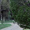 Carpinus betulus 'Globosa', habit