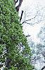 Carpinus betulus 'Globosa', habit
