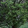 Carpinus betulus 'Globosa', habit