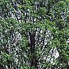 Carpinus betulus 'Globosa', habit