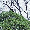 Carpinus betulus 'Globosa', habit