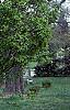 Carpinus betulus 'Globosa', habit