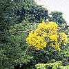 Carpinus betulus 'Pendula', habit