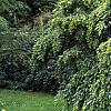 Carpinus betulus 'Pendula', habit
