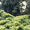 Carpinus betulus 'Pendula', habit
