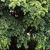 Carpinus betulus 'Pendula', habit