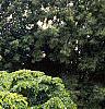 Carpinus betulus 'Pendula', habit