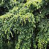 Carpinus betulus 'Pendula', habit
