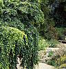 Carpinus betulus 'Pendula', habit