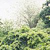 Carpinus betulus 'Pendula', habit