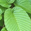 Carpinus cordata, leaves