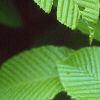 Carpinus cordata, leaves