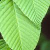Carpinus cordata, leaves