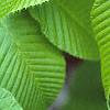 Carpinus cordata, leaves