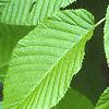 Carpinus cordata, leaves