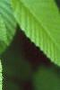 Carpinus cordata, leaves