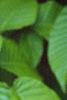 Carpinus cordata, leaves