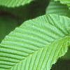 Carpinus cordata, leaves