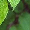 Carpinus cordata, leaves