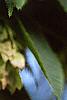 Carpinus japonica, fruit