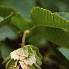 Carpinus japonica, fruit