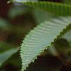 Carpinus japonica, fruit