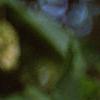 Carpinus japonica, fruit