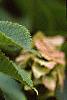 Carpinus japonica, fruit