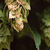 Carpinus japonica, fruit