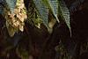 Carpinus japonica, fruit