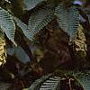 Carpinus japonica, fruit