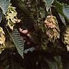 Carpinus japonica, fruit
