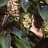 Carpinus japonica, fruit