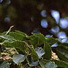 Carpinus japonica, fruit