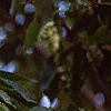 Carpinus japonica, fruit