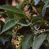Carpinus japonica, fruit