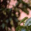 Carpinus japonica, fruit
