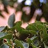 Carpinus japonica, fruit