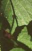 Corylus americana, leaves