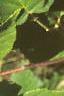 Corylus americana, leaves