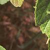 Corylus americana, leaves