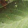 Corylus americana, leaves