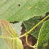 Corylus americana, leaves