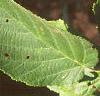 Corylus americana, leaves