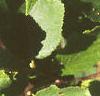 Corylus americana, leaves