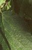 Corylus americana, leaves