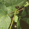 Corylus americana, leaves