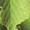 Corylus americana, leaves
