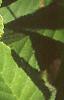 Corylus americana, leaves